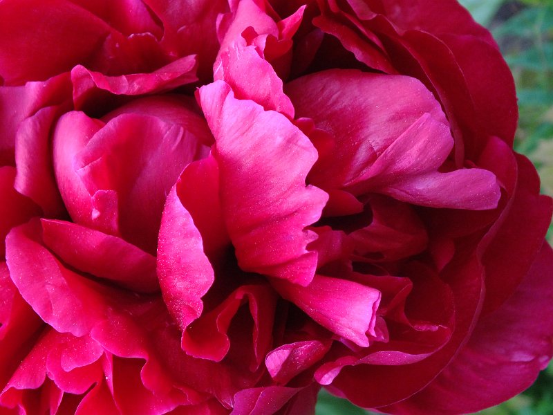 peony14 (11)